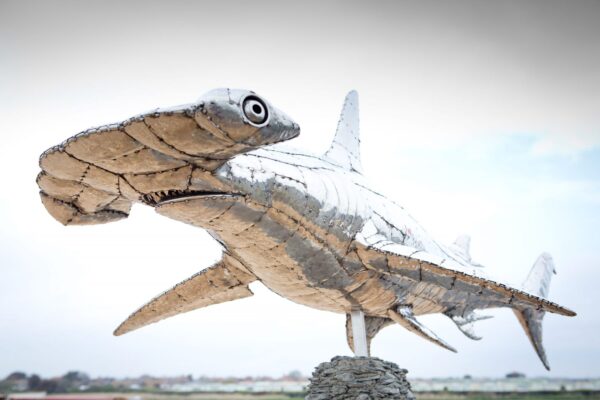 'HAMMERHEAD SHARK'