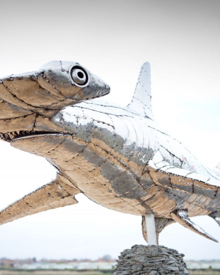 'HAMMERHEAD SHARK'