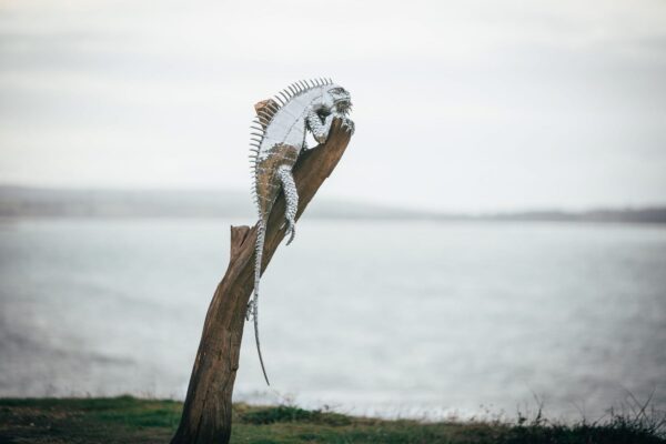 'BASKING IGUANA ON STAINLESS PLINTH'