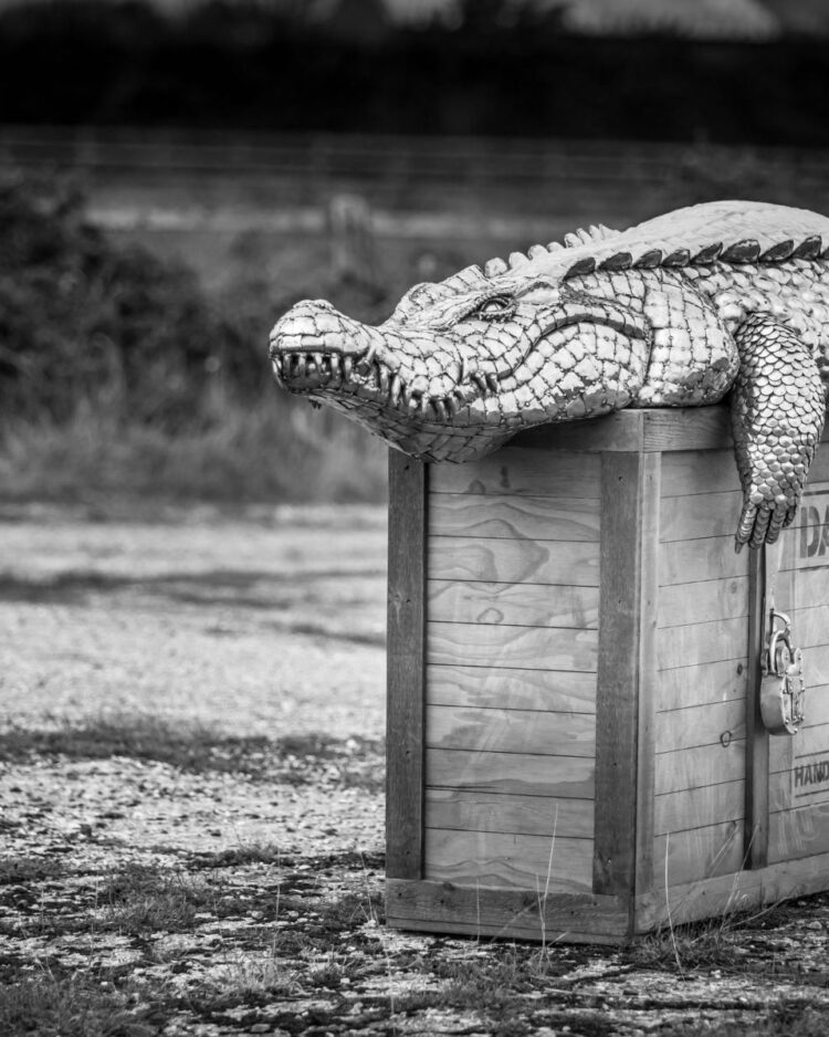 'LARGE CROCODILE'