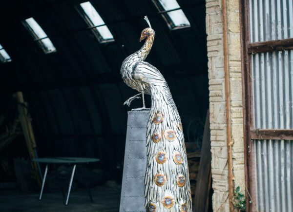 'PEACOCK'