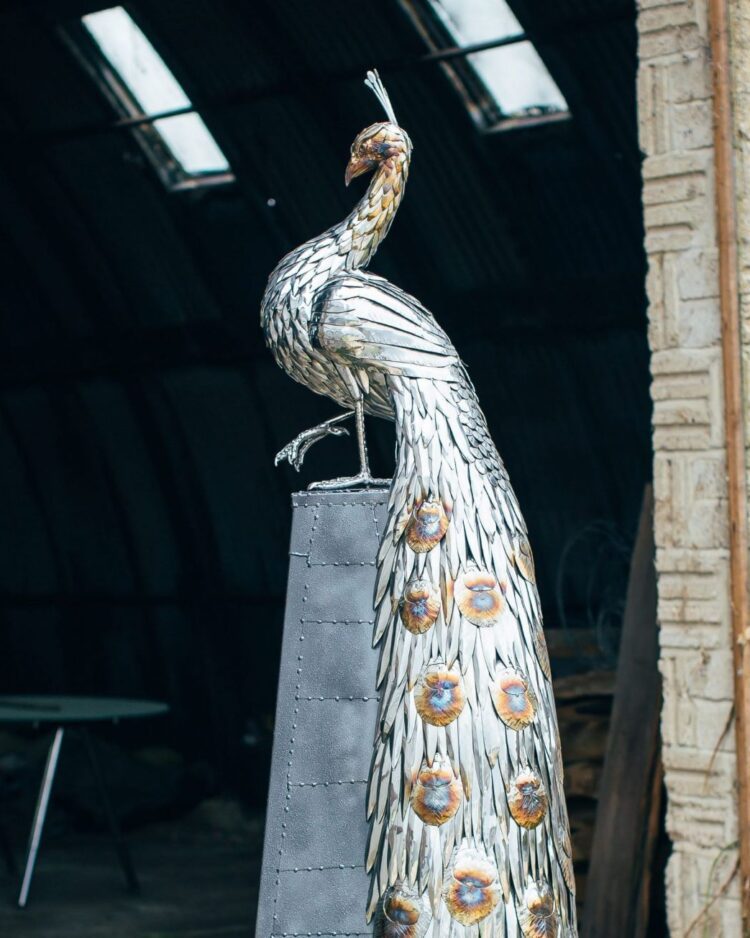 'PEACOCK'