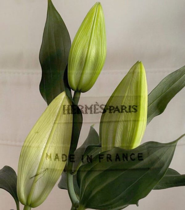 'FLOWERS FROM HERME'S'