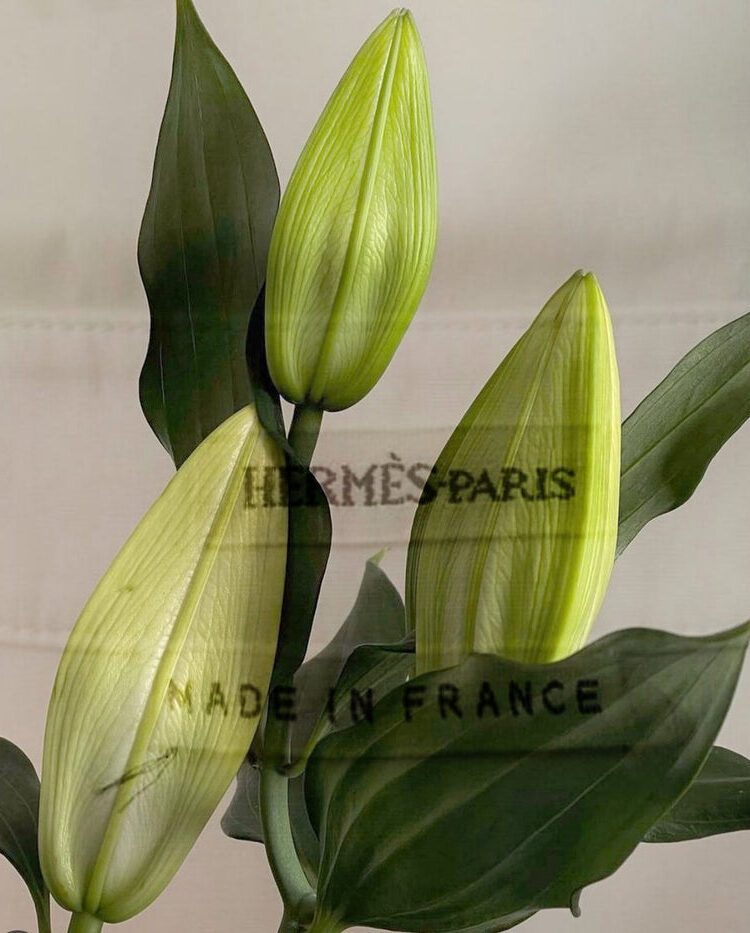 'FLOWERS FROM HERME'S'