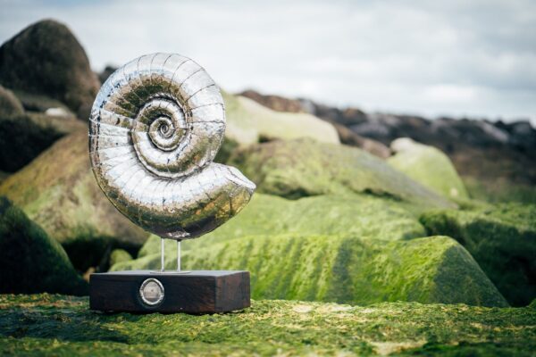 'AMMONITE'